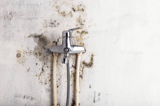  Johnston, SC Mold Removal Pros