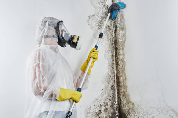Best Toxic Mold Removal  in Johnston, SC