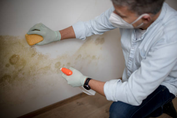 Best Local Mold Removal Service  in Johnston, SC