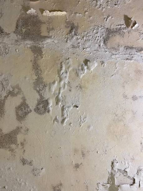 Trusted Johnston, SC Mold Removal Experts