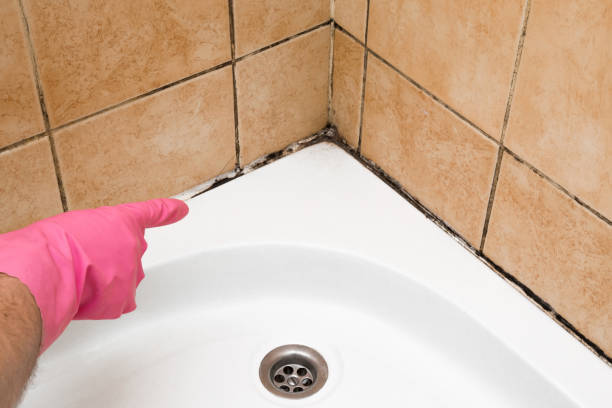 Best Mold Removal Company Near Me  in Johnston, SC