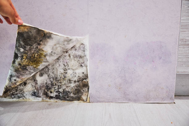 Best Black Mold Removal  in Johnston, SC